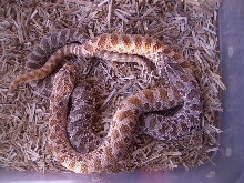 Hognose colors