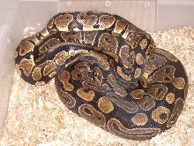 adults