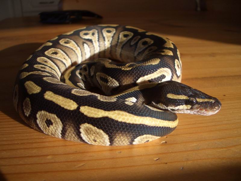 Mojave 1