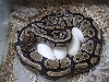 Python eggs 1