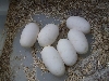 Python eggs 2