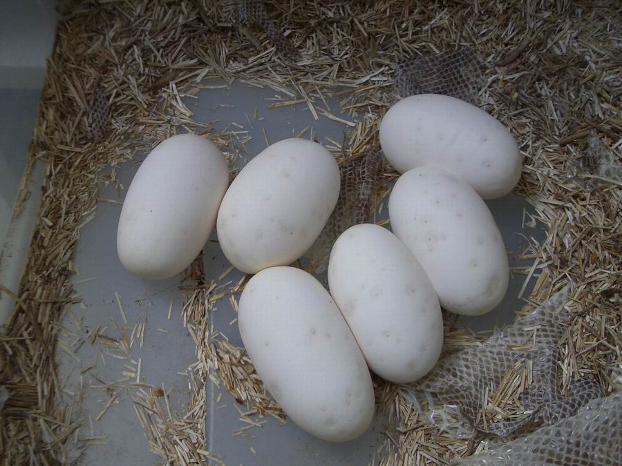 Python eggs 2