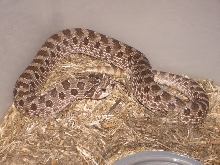 Adult male hog