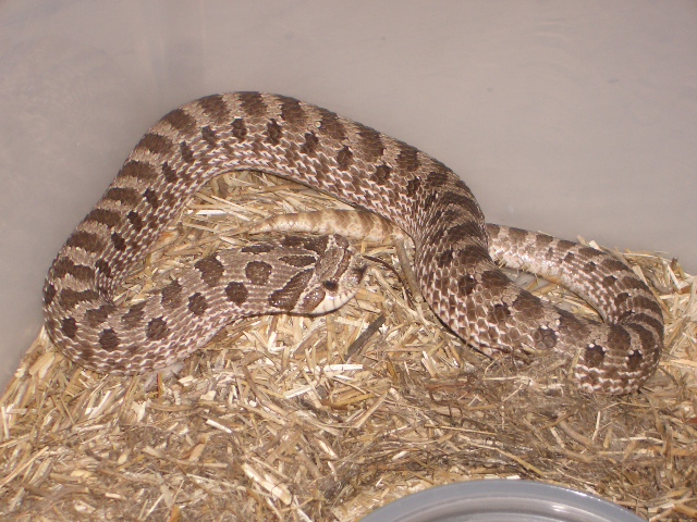 Adult male hog