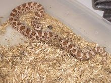 Subadult female hog