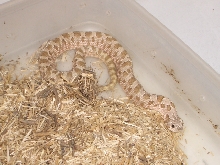 Subadult male hog