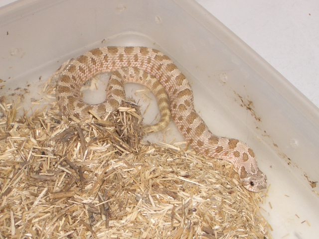 Subadult male hog