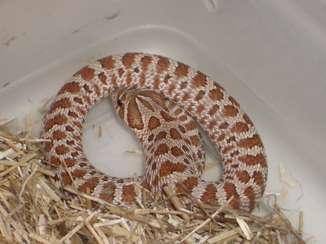 Young female hog.
