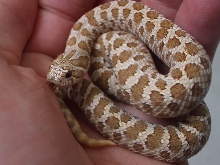 Holdback female 2009