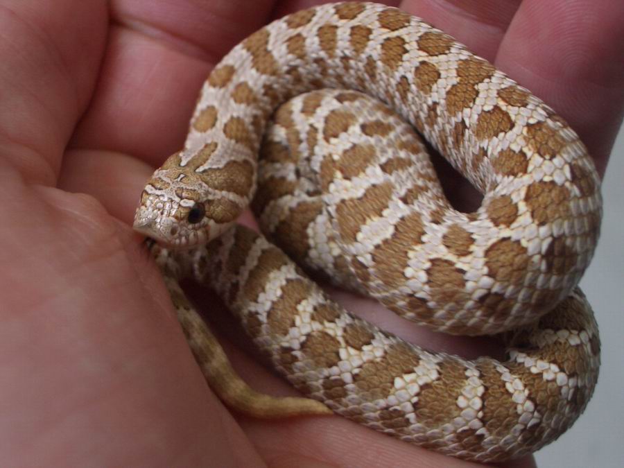 Holdback female 2009