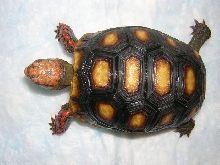 Abby, 2 years old, carapace