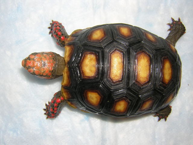 Abby, 2 years old, carapace