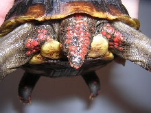 Abby Tail Jul2006
