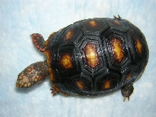 Clementine, 2 years old, carapace