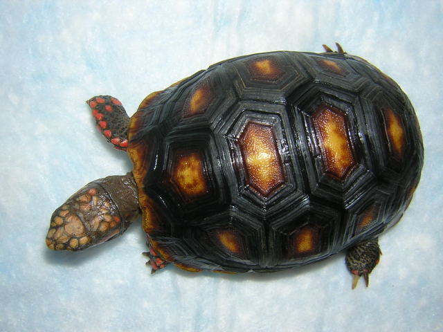 Clementine, 2 years old, carapace