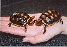 ClementineAbby