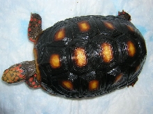 Kathrin, 5 years old, carapace