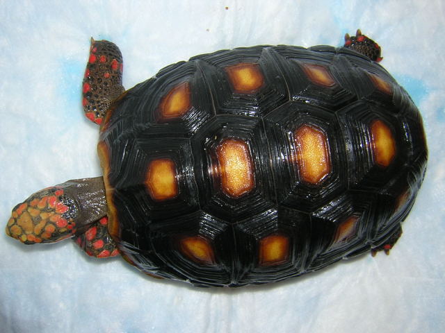 Kathrin, 5 years old, carapace