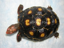 Sabrina, 19 months, carapace