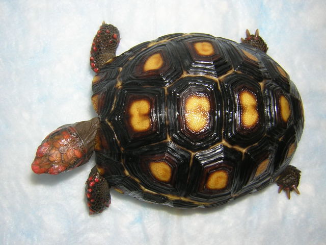Sabrina, 19 months, carapace