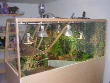 Redfoot enclosure diagonal view