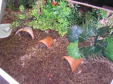 Redfoot enclosure hatchling area