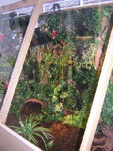 Redfoot enclosure juvenile area