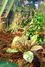 Redfoot enclosure long view