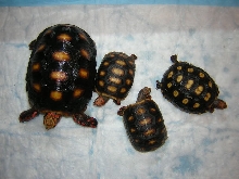 Redfoot family