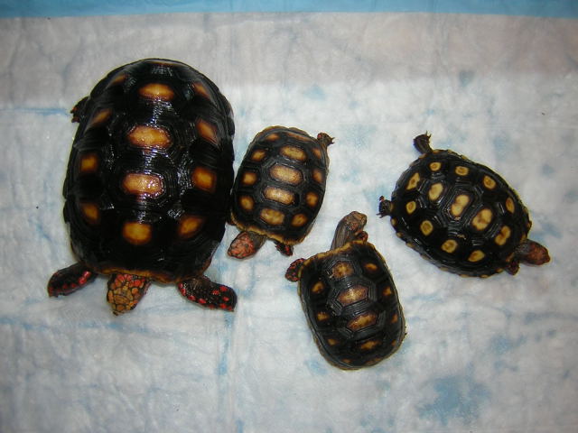 Redfoot family