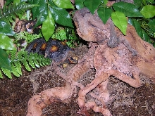 4 year old redfoot