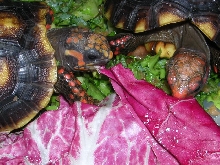 Clementine and Sabrina munching