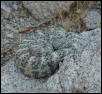 Blue Speckled