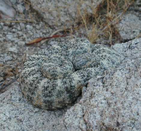 Blue Speckled