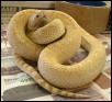 Ghost Bullsnake