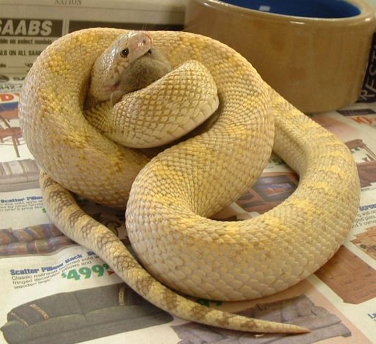 Ghost Bullsnake