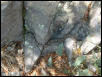 AZ lepidus