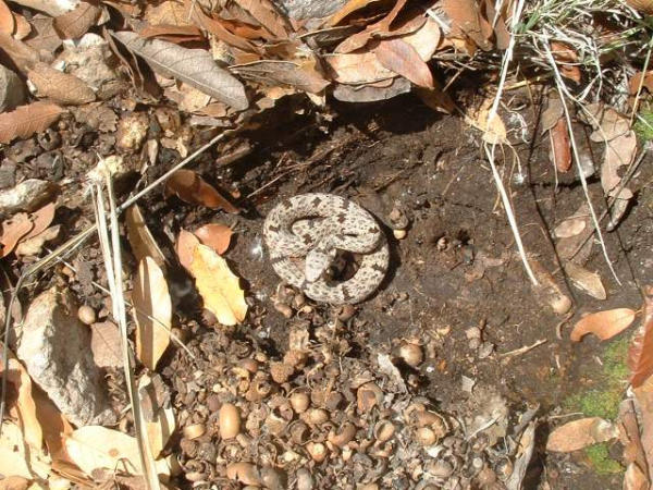 kingsnake.com photo gallery > Crotalids > AZ lepidus