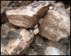 AZ lepidus