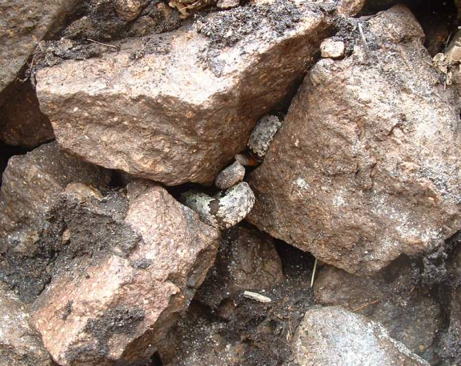 AZ lepidus