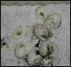 Baby Whitesided Bulls Hatching