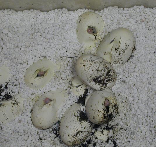 Baby Whitesided Bulls Hatching