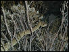 Superstition Mtn Blacktail