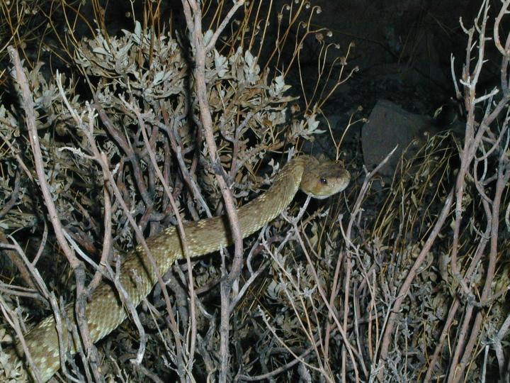 Superstition Mtn Blacktail