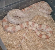 Pink Albino Southern Pine