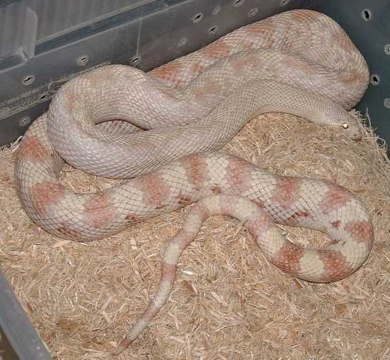 Pink Albino Southern Pine
