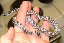 WC Axanthic Sonoran Gopher