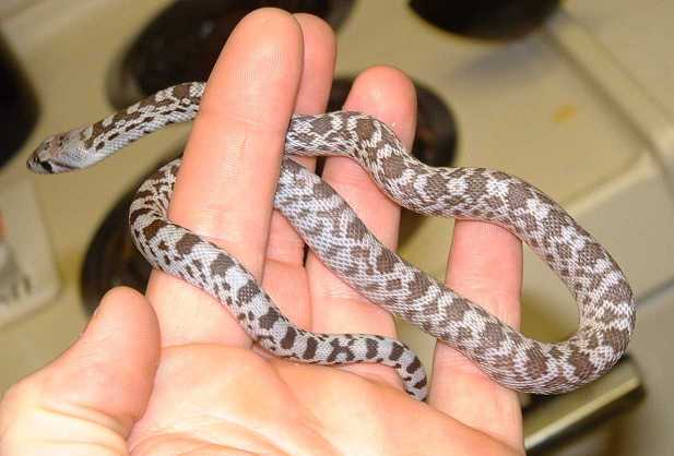 WC Axanthic Sonoran Gopher
