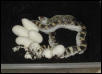 Whitesided Bull snake & Eggs