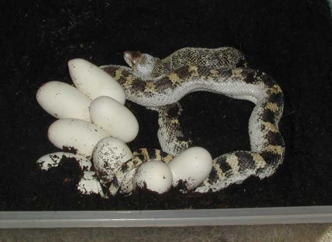 Whitesided Bull snake & Eggs